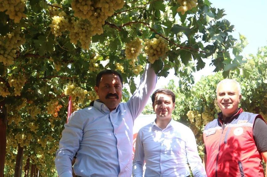 85 bin ton rekolte bekleniyor: Hatay'da kilosu 45 TL'ye alıcı buluyor