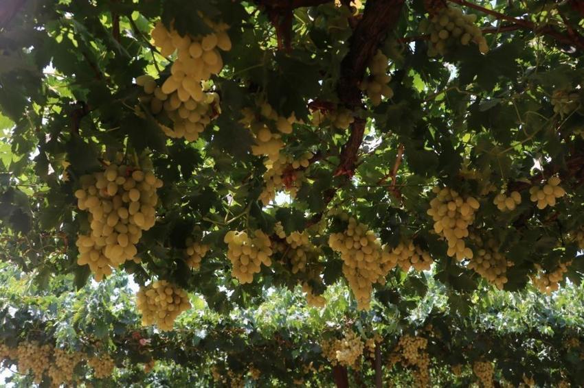 85 bin ton rekolte bekleniyor: Hatay'da kilosu 45 TL'ye alıcı buluyor
