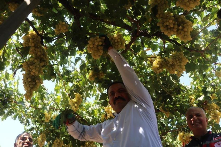 85 bin ton rekolte bekleniyor: Hatay'da kilosu 45 TL'ye alıcı buluyor