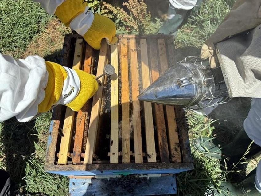 50 yıldır böylesi görülmedi! Bu hasat zengin edecek, zam geldi: Kilosu 6 bin TL