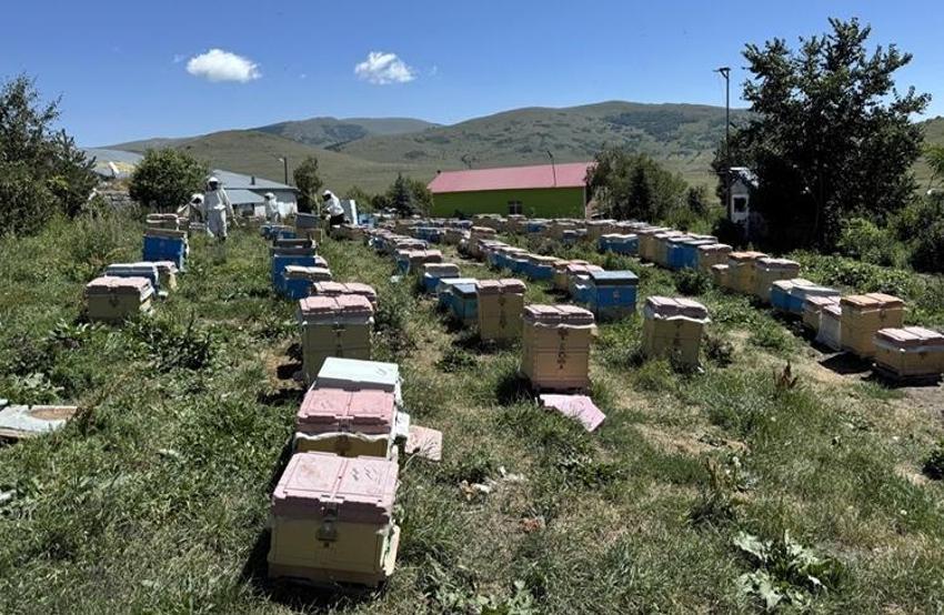 50 yıldır böylesi görülmedi! Bu hasat zengin edecek, zam geldi: Kilosu 6 bin TL