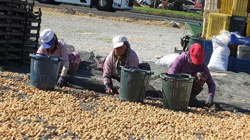 Aydın'ın yeni rakibi Balıkesir! Hasat başladı, Çin, İngiltere, Rusya ve İspanya almak için sırada
