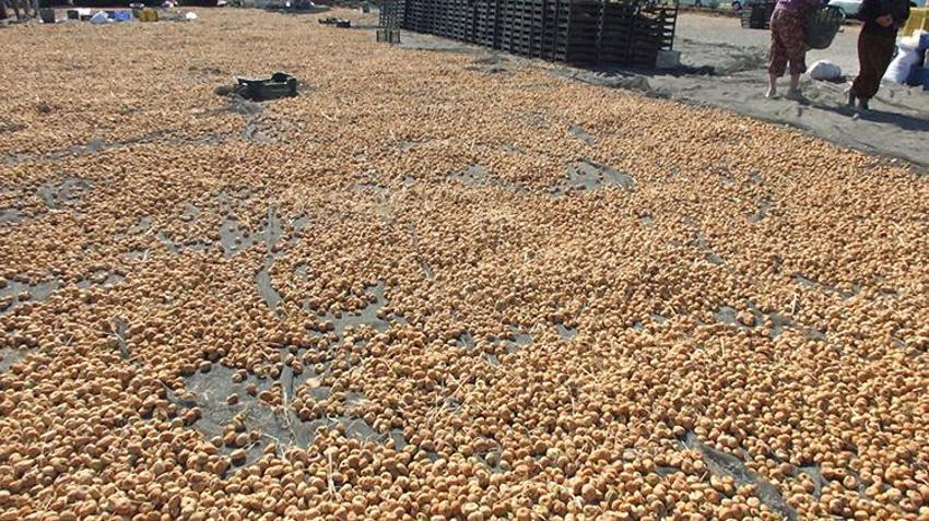 Aydın'ın yeni rakibi Balıkesir! Hasat başladı, Çin, İngiltere, Rusya ve İspanya almak için sırada