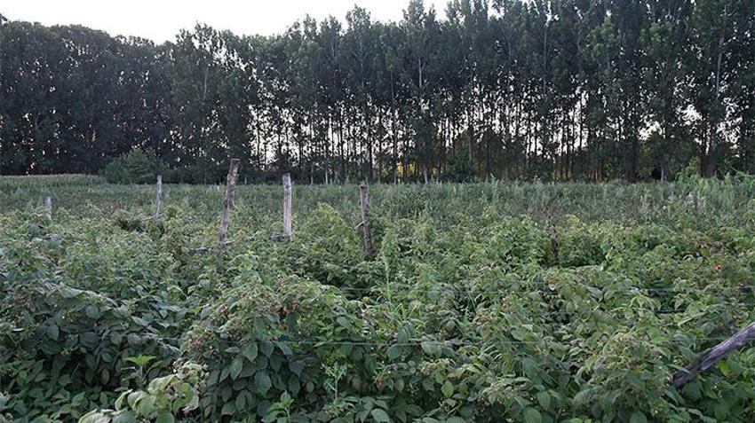 Babadan kalma atıl araziyi değerlendirdi! Bir kez dikti her yıl tonlarca ürün alıyor! 'Yoğun talep var'