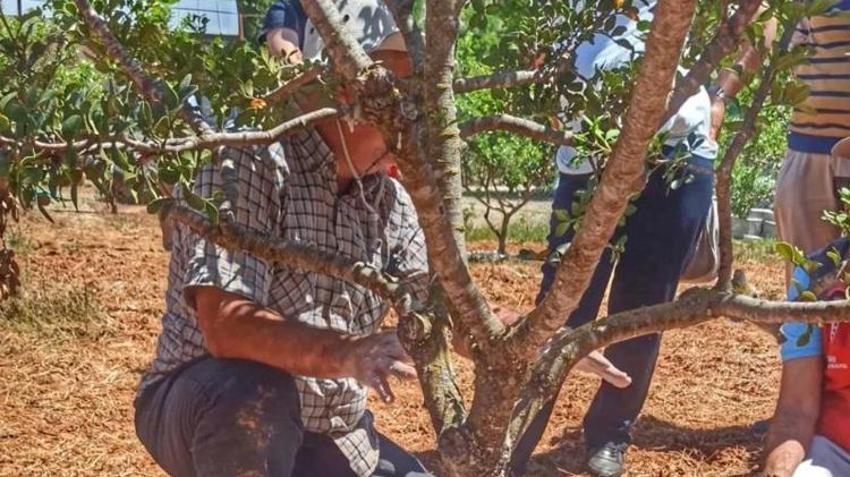 7 yıl önce diktiler, hasat bu ay başladı! Kilosu 20 bin TL'den kapış kapış satılıyor