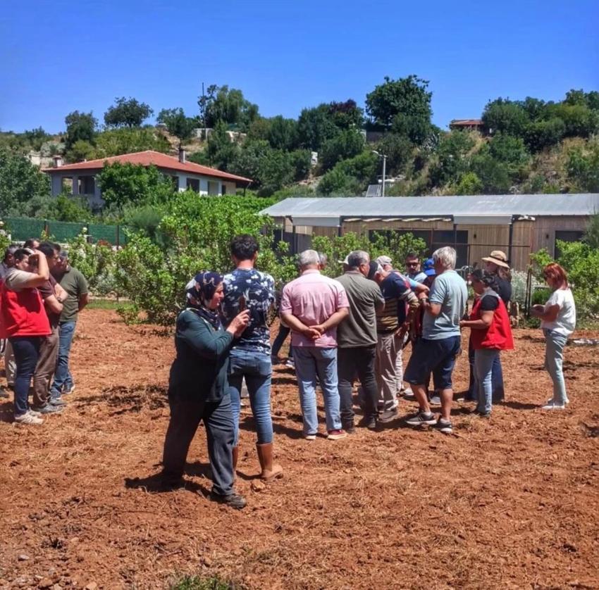 7 yıl önce diktiler, hasat bu ay başladı! Kilosu 20 bin TL'den kapış kapış satılıyor