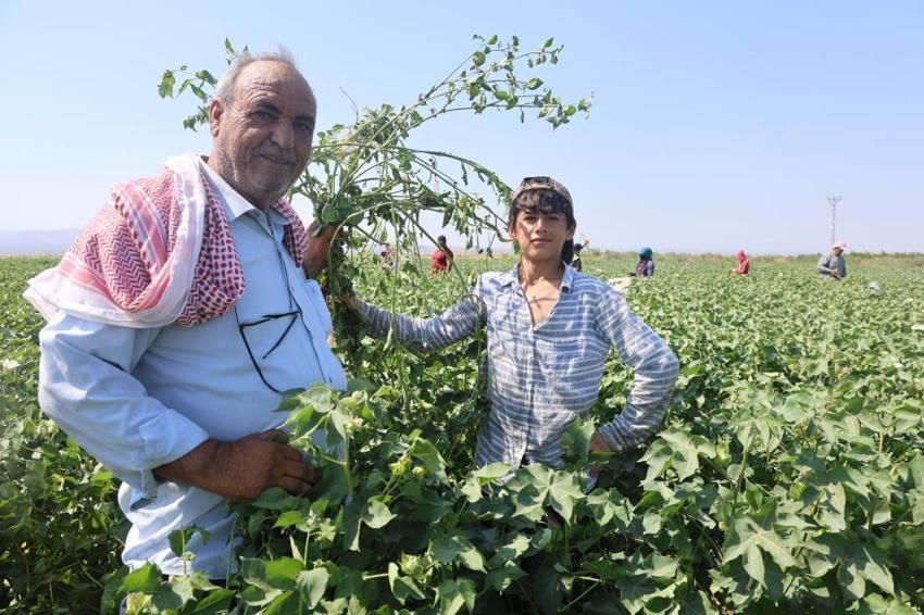 Ekmek parası için güneşe meydan okuyorlar: Kavurucu sıcakta pamuk tarlasında zorlu mesai başladı!