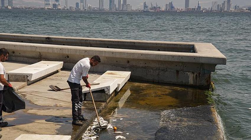 Korkutan görüntüler! İzmir Körfezi'nde kıyıya vuran ölü balıklar paniğe yol açtı