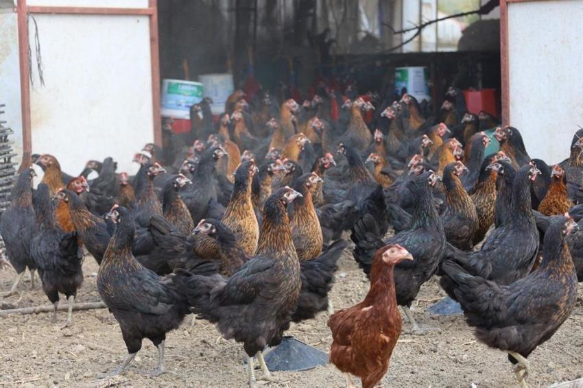 Üreticilere müjde! Yüzde 50 hibeyle veriliyor: Proje başladı