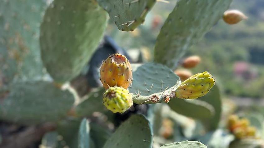 Bu meyveyi yetiştirmek yürek ister! Sadece uçurum kenarında oluyor, lezzetiyle damak çatlatıyor