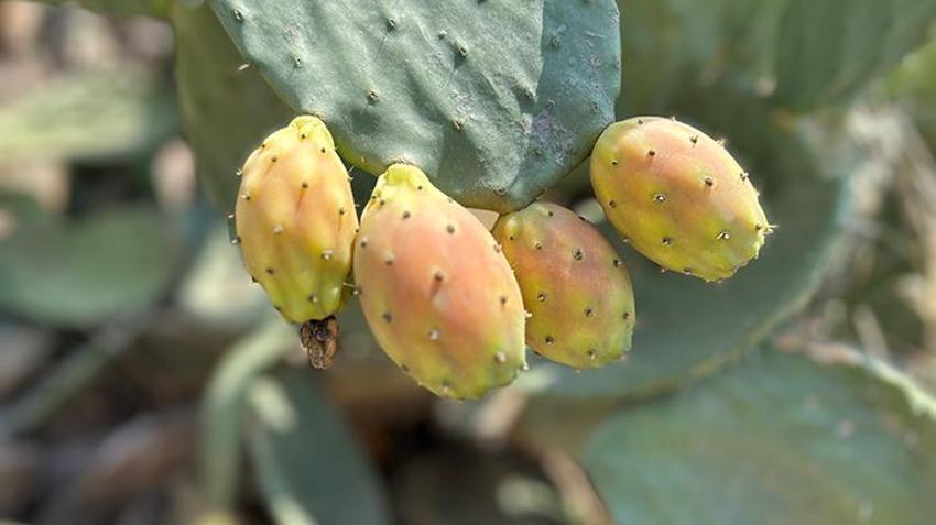 Bu meyveyi yetiştirmek yürek ister! Sadece uçurum kenarında oluyor, lezzetiyle damak çatlatıyor