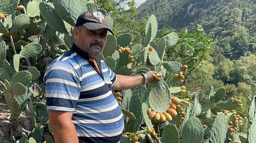 Bu meyveyi yetiştirmek yürek ister! Sadece uçurum kenarında oluyor, lezzetiyle damak çatlatıyor