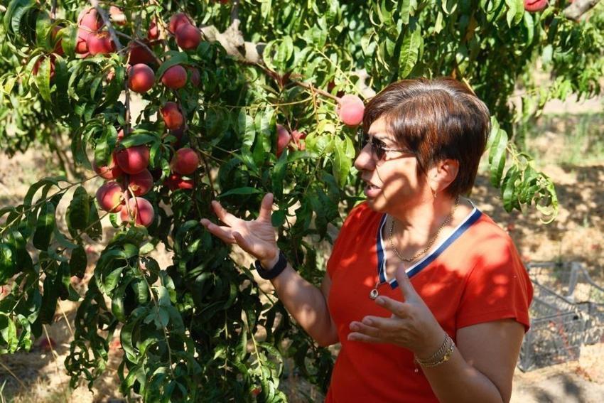 Ağaçta terbiye sistemi uyguladılar: Bursa'da şeftalinin 120 çeşidiyle bahçe kuruldu! Öğrenciler hasat ediyor