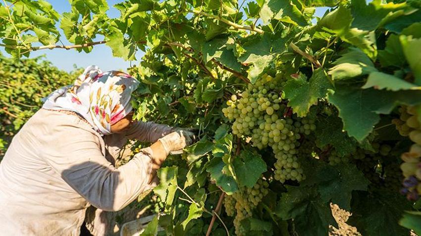 Manisa’da hasat buruk başladı! Avrupa ülkeleri ve Rusya beklemeye geçti