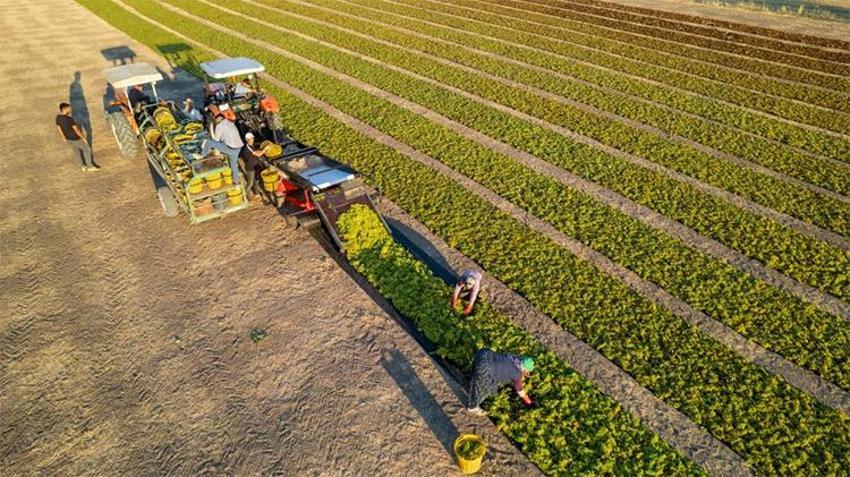Manisa’da hasat buruk başladı! Avrupa ülkeleri ve Rusya beklemeye geçti