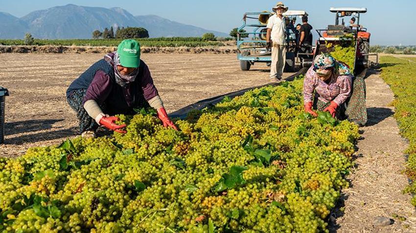 Manisa’da hasat buruk başladı! Avrupa ülkeleri ve Rusya beklemeye geçti