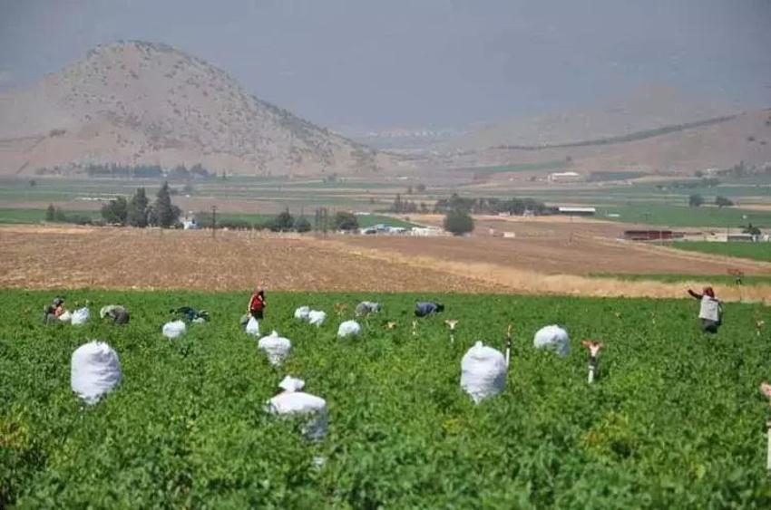 Gaziantep'te rekolte kaybı rekor kırdı: Hasat başladı, kuraklık vurdu