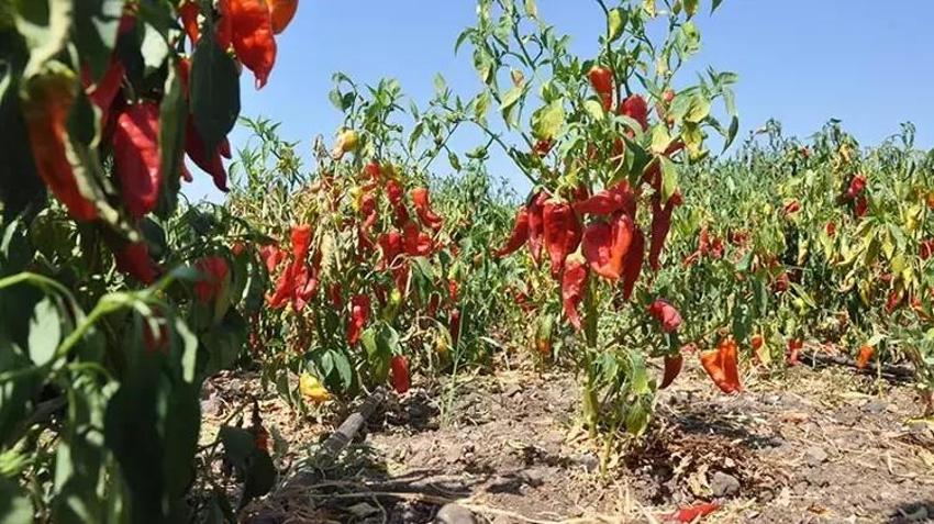 Gaziantep'te rekolte kaybı rekor kırdı: Hasat başladı, kuraklık vurdu