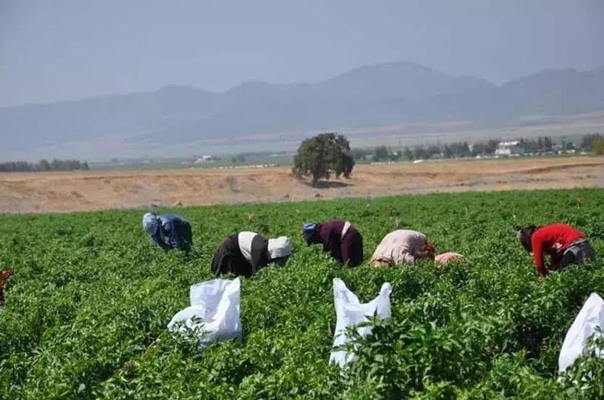 Gaziantep'te rekolte kaybı rekor kırdı: Hasat başladı, kuraklık vurdu
