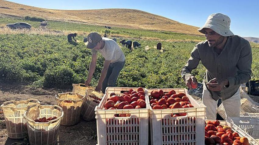 Elazığ'a misafirliğe gelen Şanlıurfalı arkadaşlar boş arazileri görünce harekete geçti! Bin dönümle başlayıp 6 bin dönüme çıkardılar
