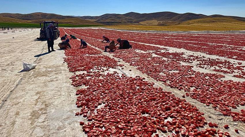 Elazığ'a misafirliğe gelen Şanlıurfalı arkadaşlar boş arazileri görünce harekete geçti! Bin dönümle başlayıp 6 bin dönüme çıkardılar