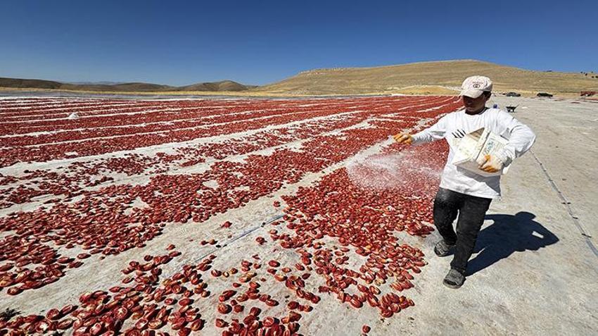 Elazığ'a misafirliğe gelen Şanlıurfalı arkadaşlar boş arazileri görünce harekete geçti! Bin dönümle başlayıp 6 bin dönüme çıkardılar