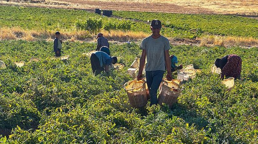 Elazığ'a misafirliğe gelen Şanlıurfalı arkadaşlar boş arazileri görünce harekete geçti! Bin dönümle başlayıp 6 bin dönüme çıkardılar