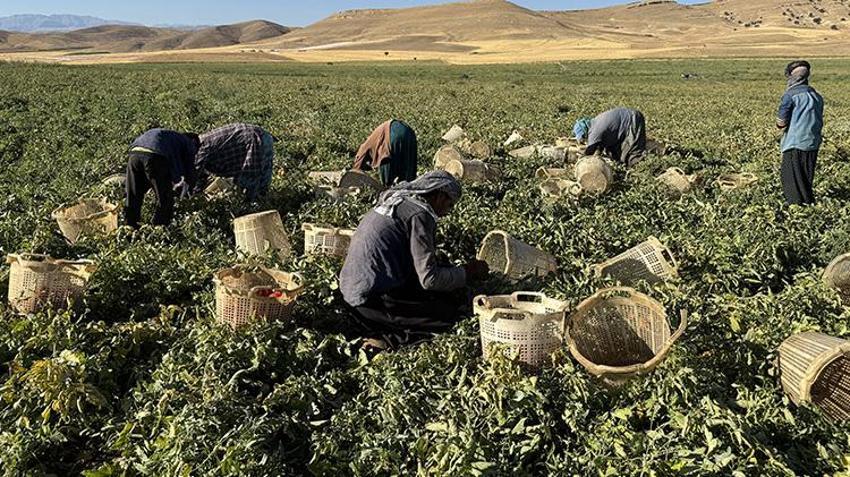 Elazığ'a misafirliğe gelen Şanlıurfalı arkadaşlar boş arazileri görünce harekete geçti! Bin dönümle başlayıp 6 bin dönüme çıkardılar