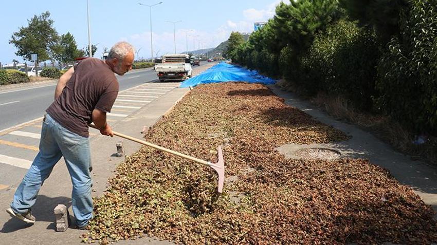 Karadeniz Sahil Yolu'nun rengi değişti! Boş arazi bulamayan üreticiler buraya akın etti