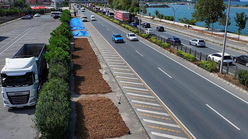 Karadeniz Sahil Yolu'nun rengi değişti! Boş arazi bulamayan üreticiler buraya akın etti