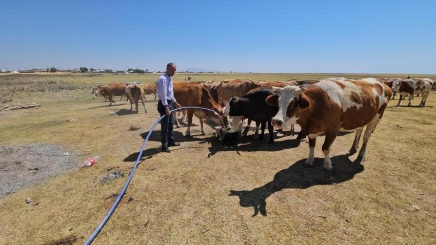 Göl 5 kilometre geri çekildi: Bitlis'te hayvanlar yolunu şaşırdı
