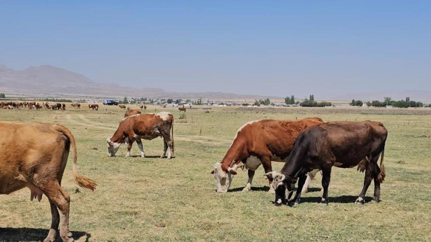 Göl 5 kilometre geri çekildi: Bitlis'te hayvanlar yolunu şaşırdı