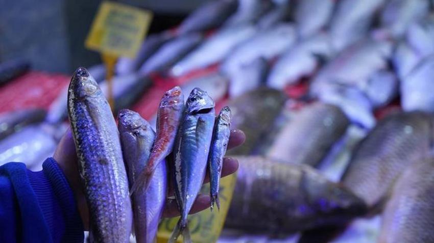 15 yıldır böylesi görülmedi! Denizden resmen bereket yağıyor, hamsi ve istavrit yüz güldürecek