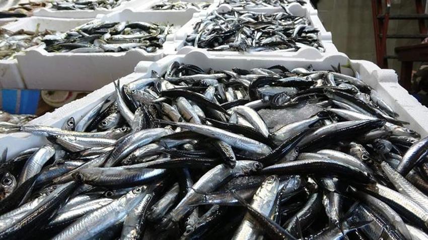 15 yıldır böylesi görülmedi! Denizden resmen bereket yağıyor, hamsi ve istavrit yüz güldürecek