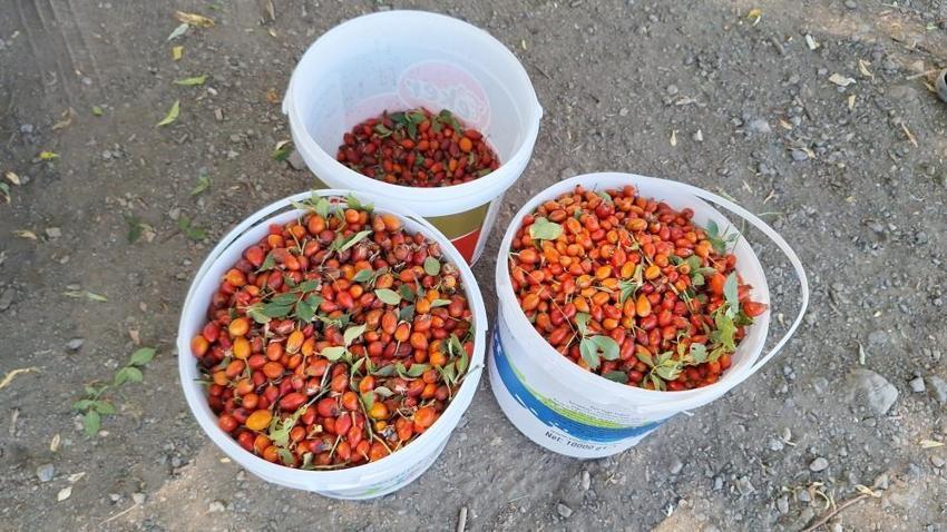 Dağda bayırda kendiliğinden yetişiyor! Erzincanlılar toplayıp satıyor: Kilosu 700 liraya kadar çıkıyor