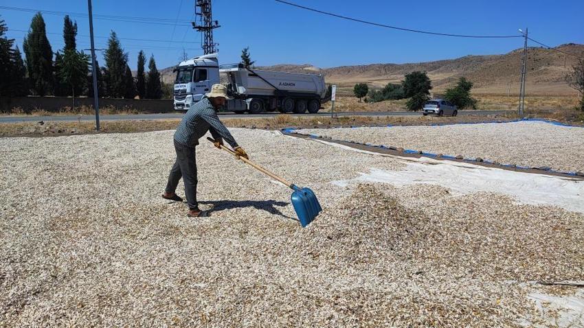 Yozgat'ta hasat başladı ama çiftçi memnun değil! 'Maalesef verimler düşük'