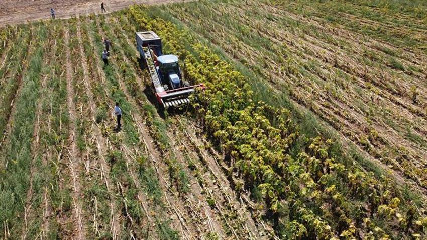 Yozgat'ta hasat başladı ama çiftçi memnun değil! 'Maalesef verimler düşük'