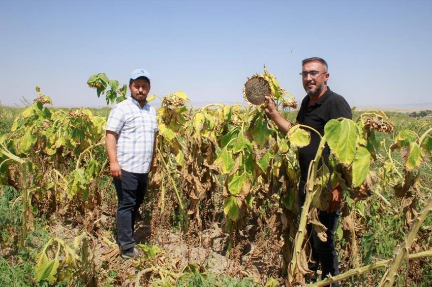 Yozgat'ta hasat başladı ama çiftçi memnun değil! 'Maalesef verimler düşük'