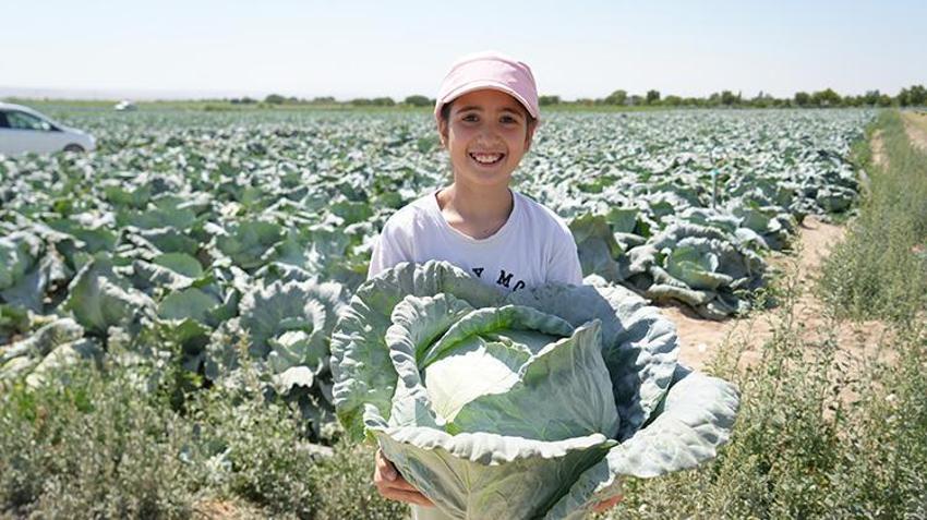 Tarlalar beyaza büründü! Kilosu 10 TL'den satışta, 300 bin ton ürün bekleniyor, hasat yıl sonuna kadar sürecek