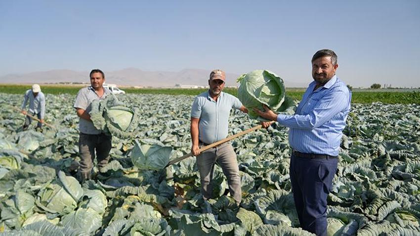 Tarlalar beyaza büründü! Kilosu 10 TL'den satışta, 300 bin ton ürün bekleniyor, hasat yıl sonuna kadar sürecek