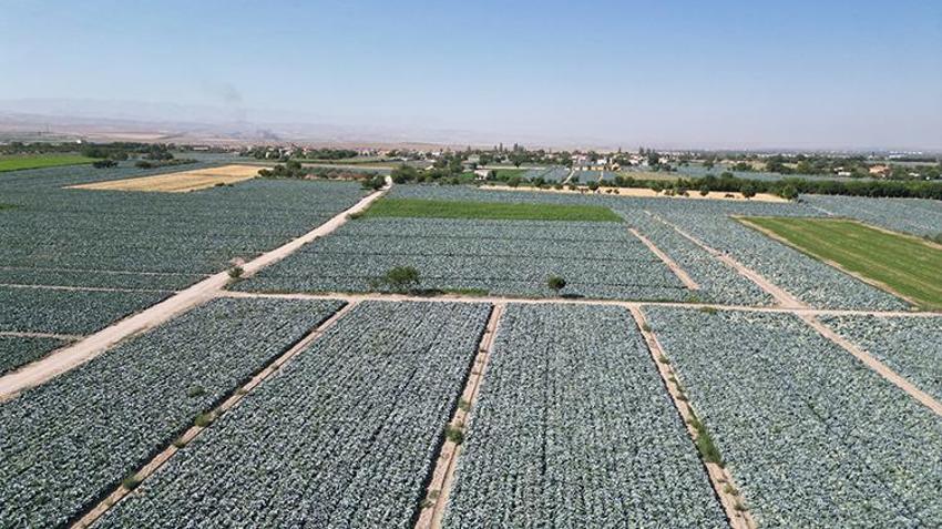 Tarlalar beyaza büründü! Kilosu 10 TL'den satışta, 300 bin ton ürün bekleniyor, hasat yıl sonuna kadar sürecek