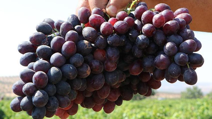 Kilis'te 'horoz karası'nın hasadı başladı! Ürünün kalitesi çiftçinin yüzünü güldürdü