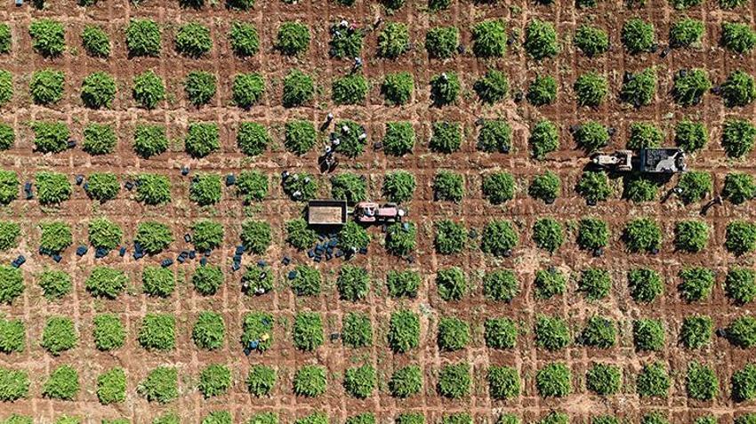 Kilis'te 'horoz karası'nın hasadı başladı! Ürünün kalitesi çiftçinin yüzünü güldürdü