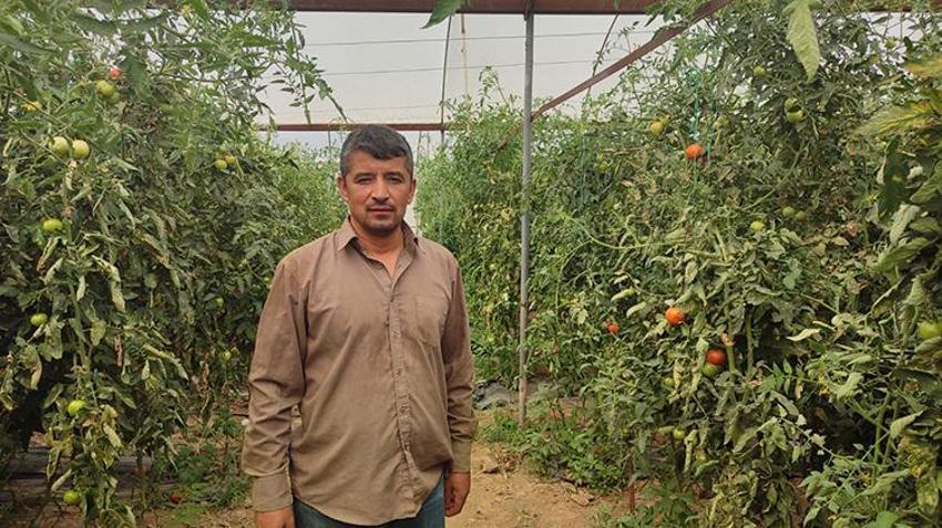 Bu mahallede toprak altın değerinde! 20 dekarlık seradan tonlarca ürün alındı