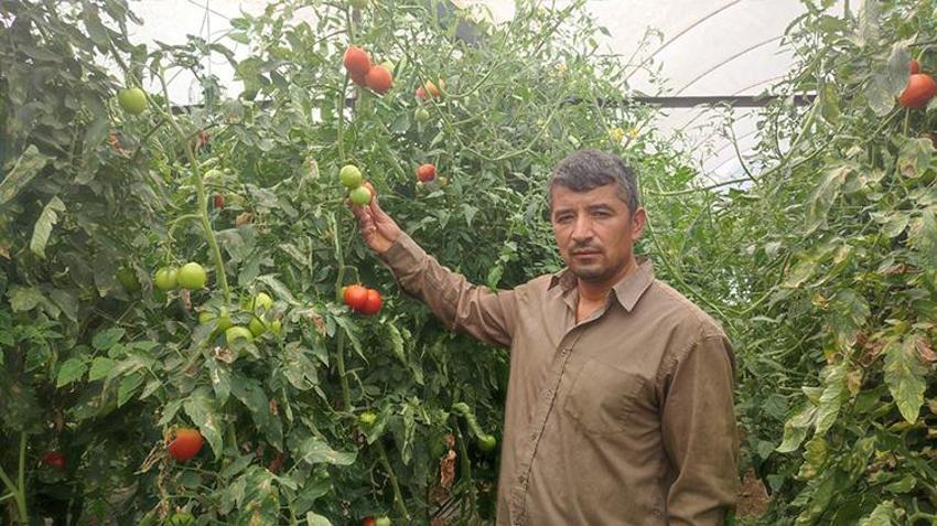 Bu mahallede toprak altın değerinde! 20 dekarlık seradan tonlarca ürün alındı