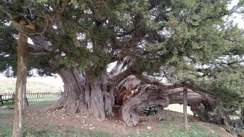 Dünyanın en yaşlı ikinci ağacı Konya'da! İki bin yaşında ayakta