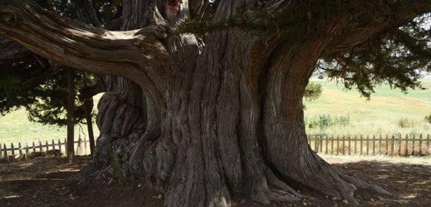 Dünyanın en yaşlı ikinci ağacı Konya'da! İki bin yaşında ayakta