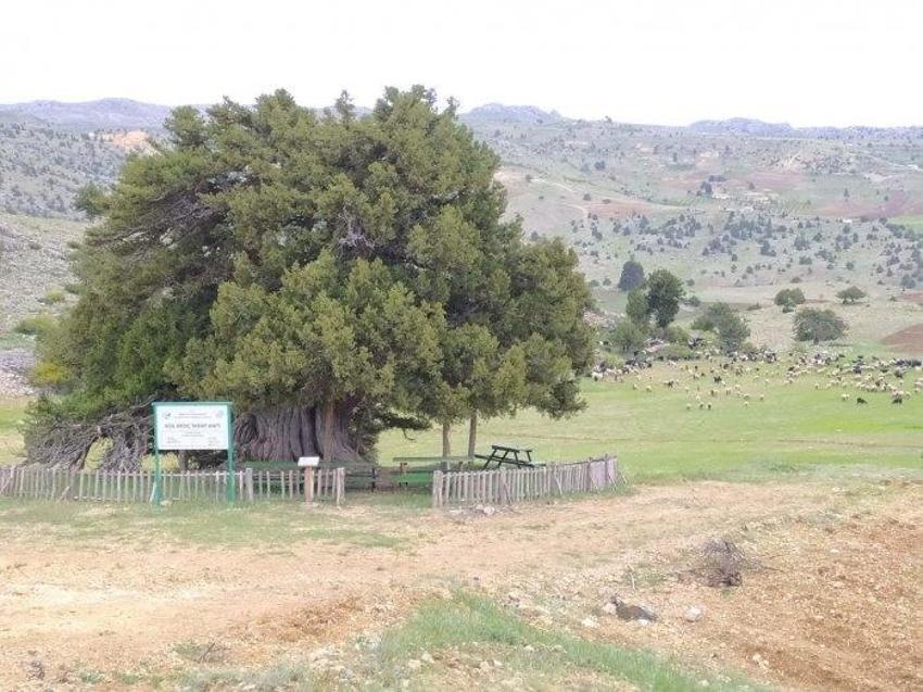 Dünyanın en yaşlı ikinci ağacı Konya'da! İki bin yaşında ayakta