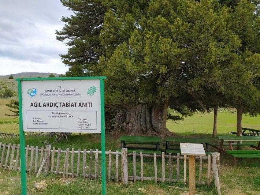 Dünyanın en yaşlı ikinci ağacı Konya'da! İki bin yaşında ayakta