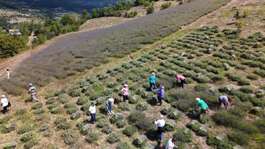 Artvinli kadınlardan örnek proje! 40 dönüm araziye ektiler, gelir kapıları oldu